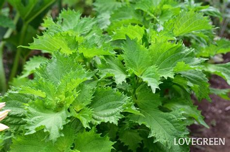 大葉植物|大葉（シソ）の育て方｜栽培のコツや収穫のポイント 